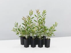 Callistemon Purple Splendour