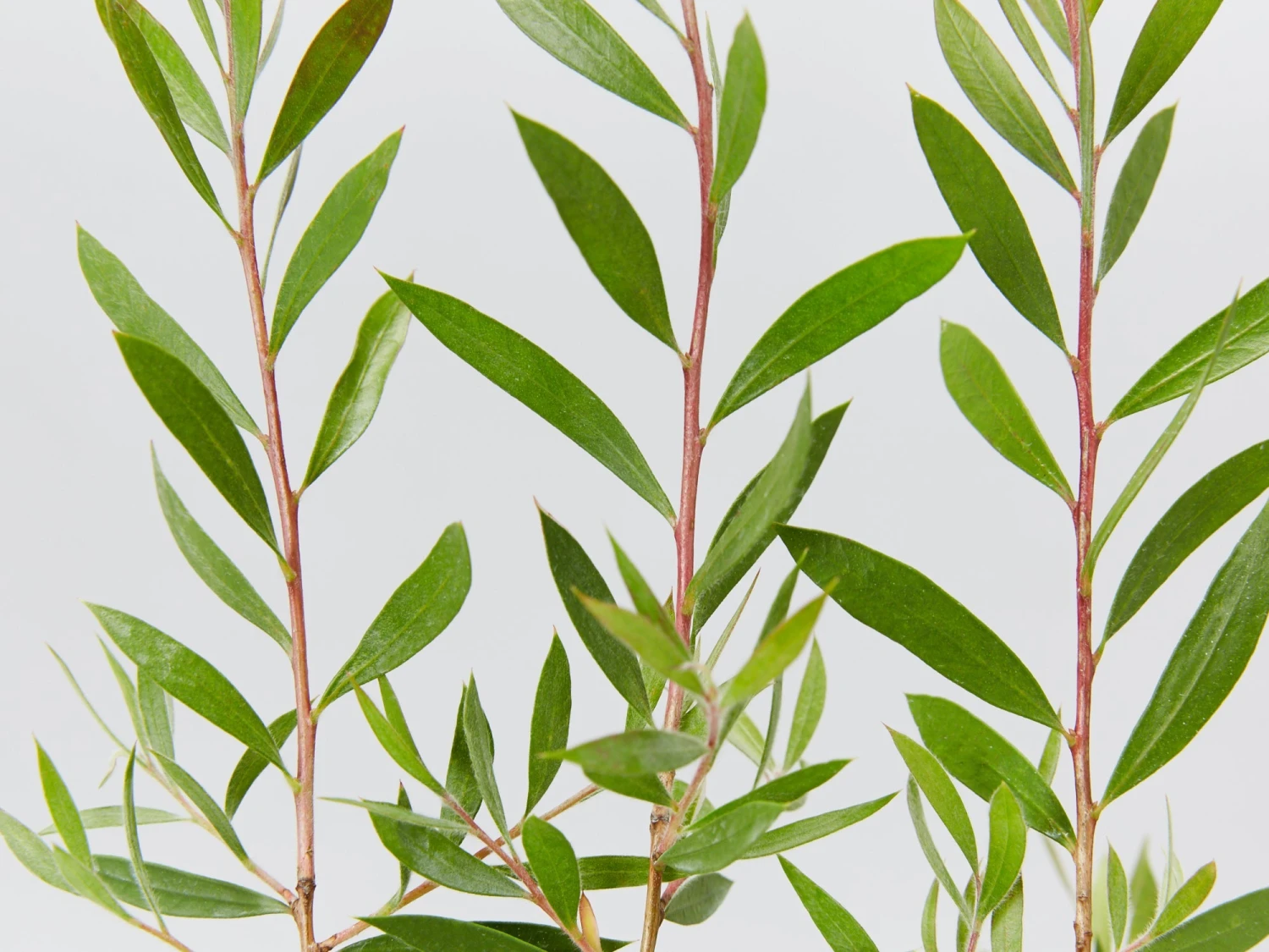 Callistemon Purple Splendour - Image 2