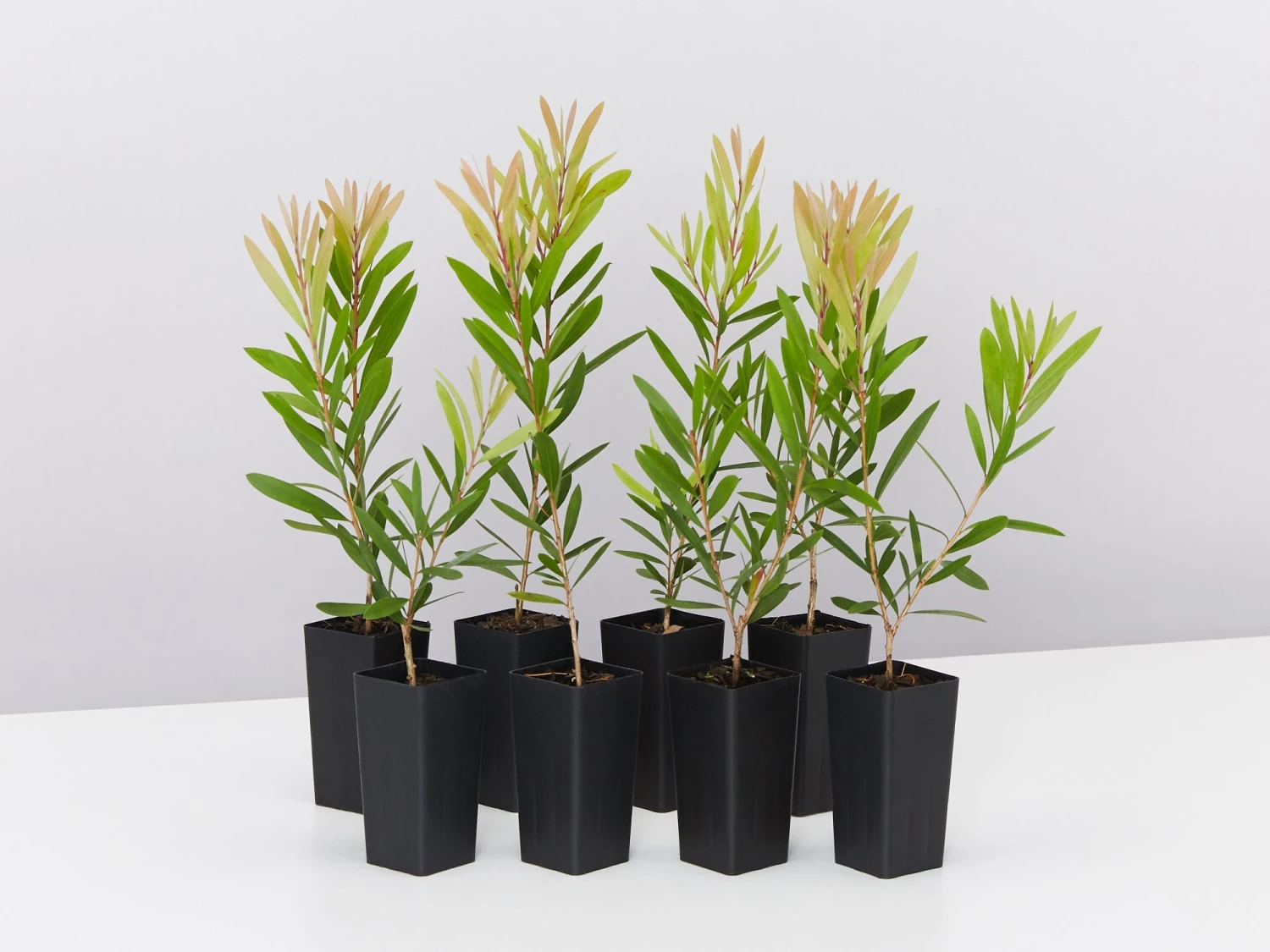 Callistemon Snow Burst ‘CNU07’ PBR - Image 2