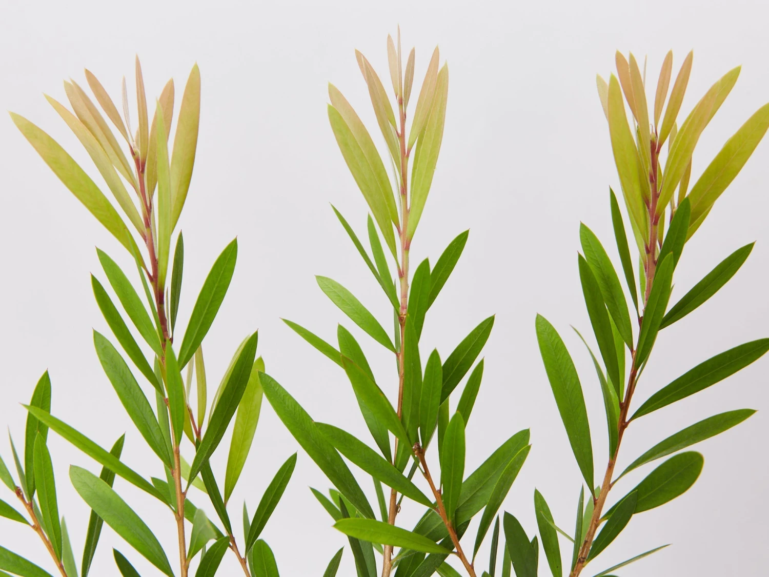 Callistemon Snow Burst ‘CNU07’ PBR - Image 3