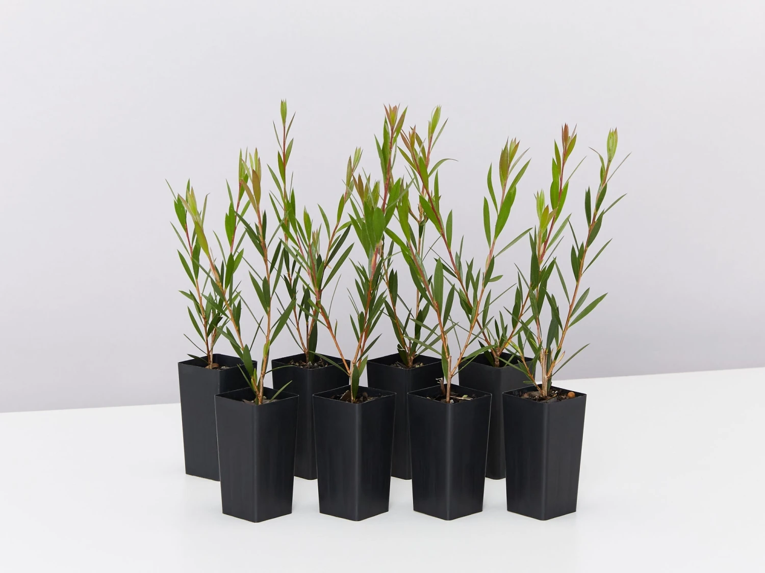 Callistemon Subulatus X Citrinus Cherry Time