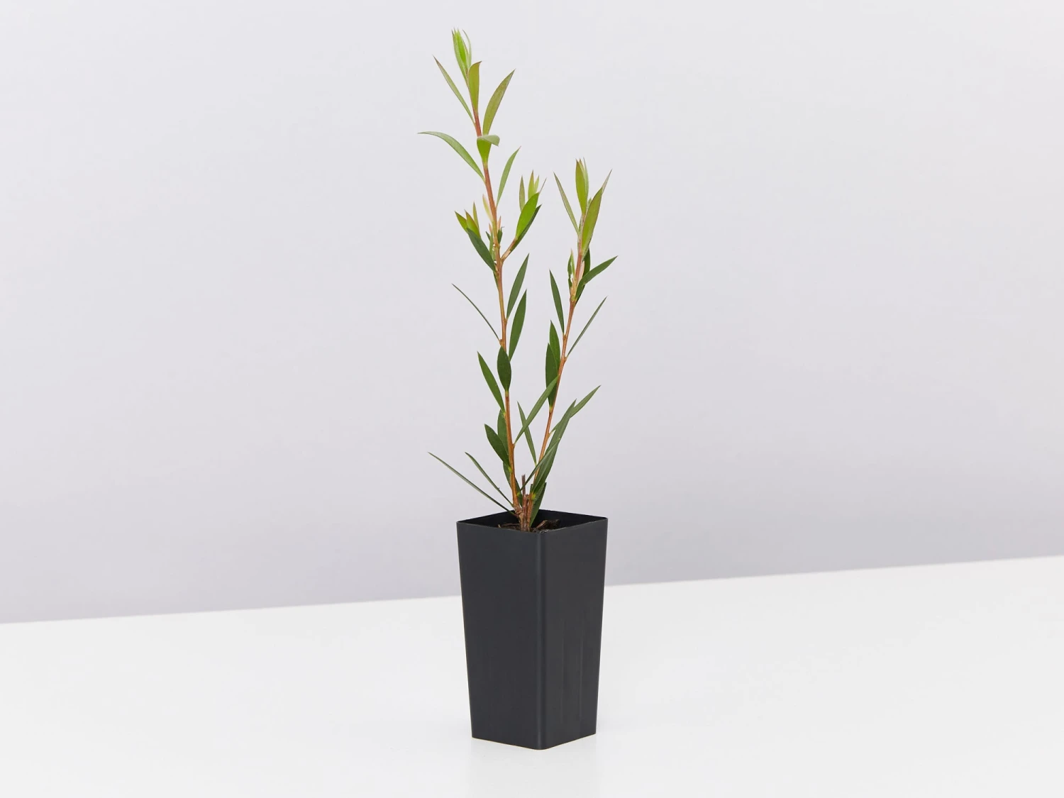 Callistemon Subulatus X Citrinus Cherry Time - Image 4