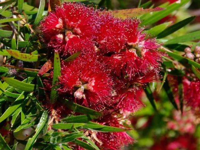 Callistemon Viminalis Captain Cook - Image 2