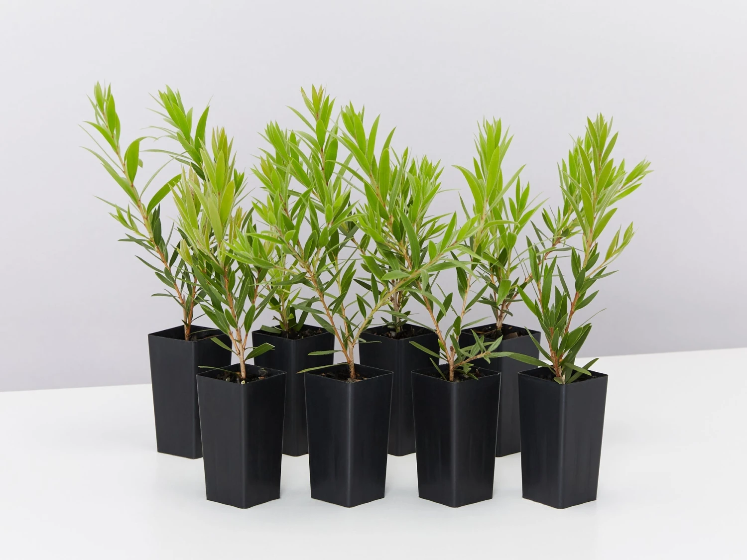 Callistemon Viminalis Rose Opal (Compact Bottlebrush)