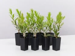 Callistemon Viminalis Slim ‘CV01’ Native Hedge