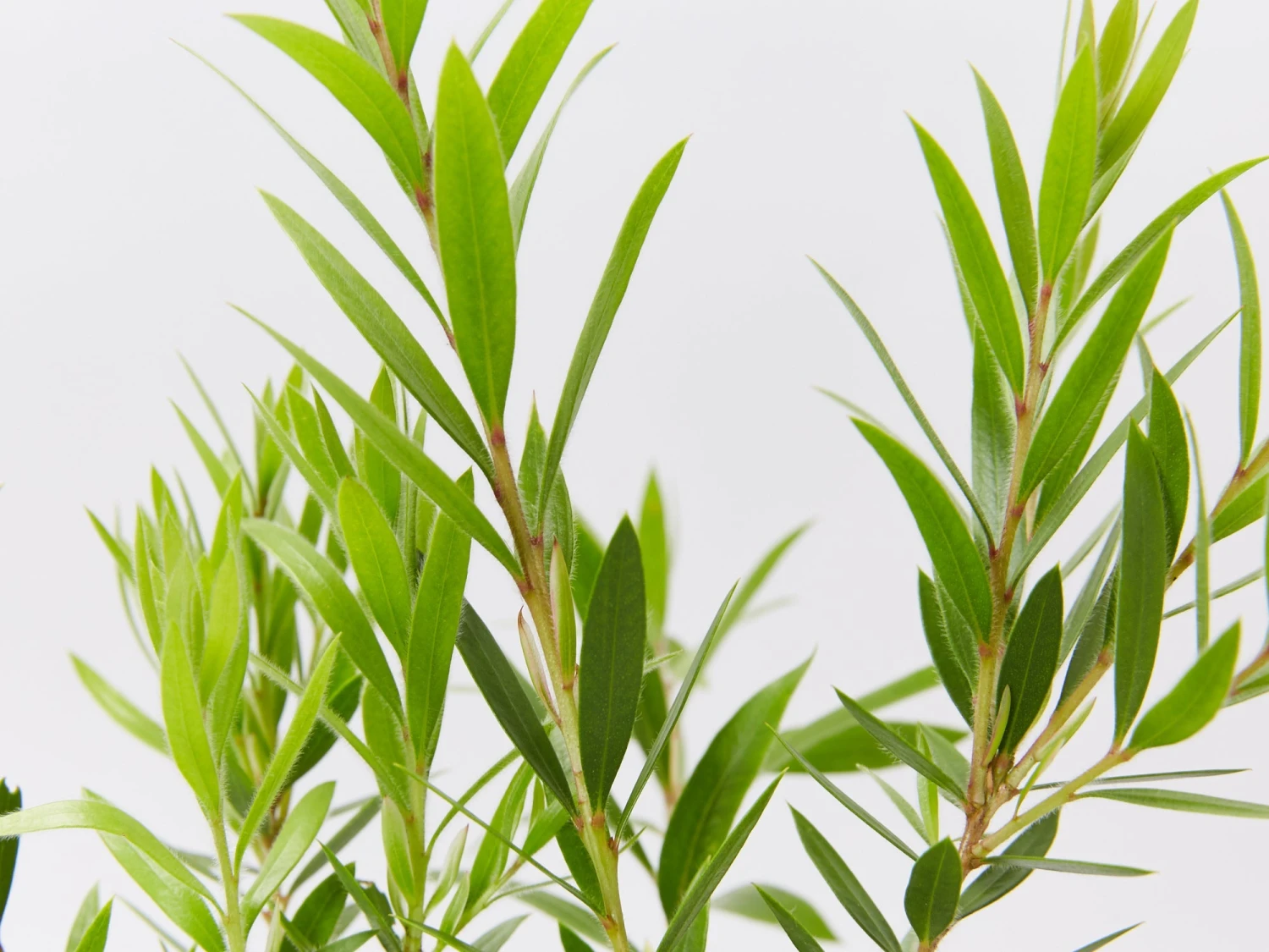 Callistemon Viminalis Captain Cook - Image 3