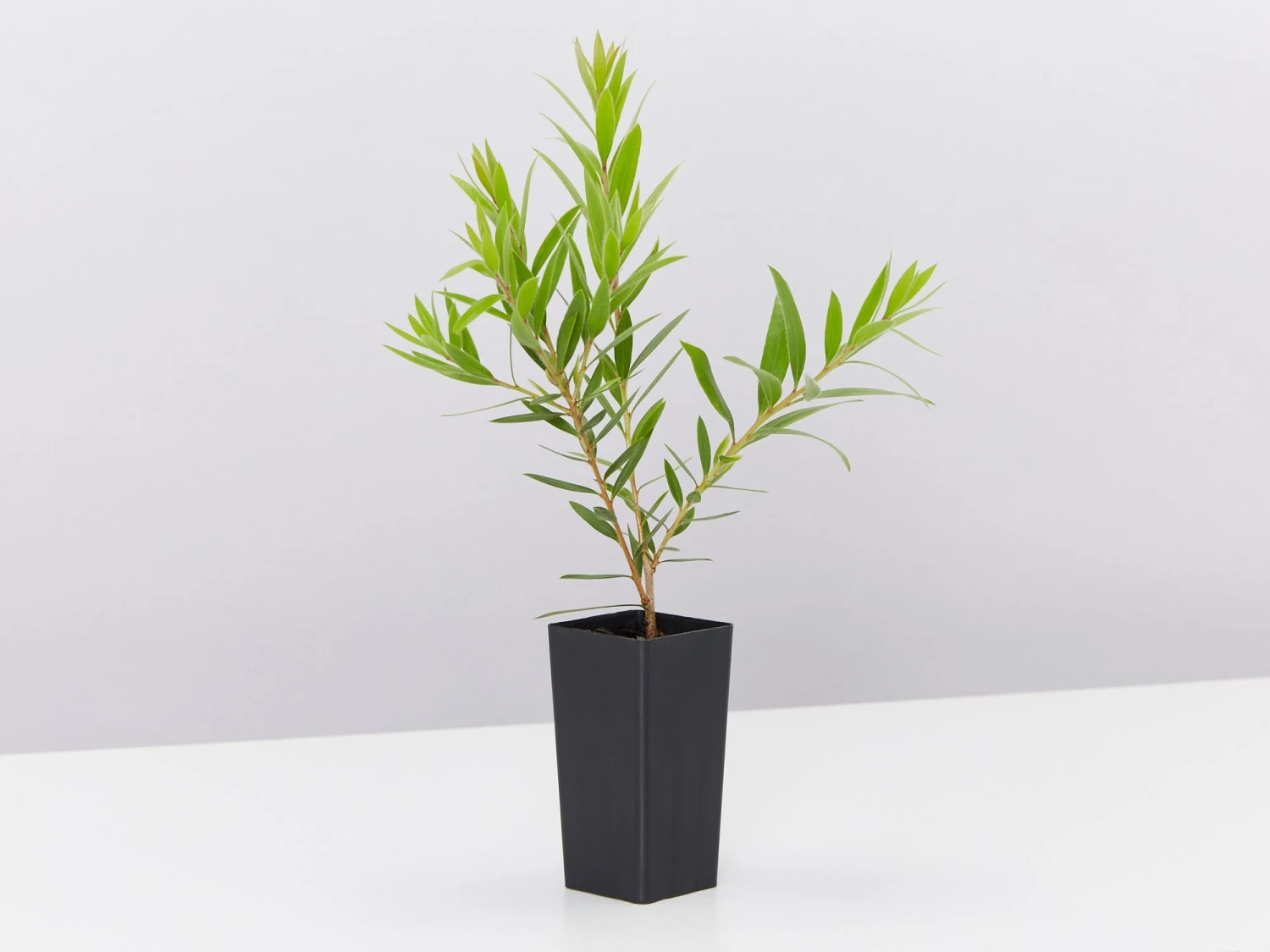 Callistemon Viminalis Captain Cook - Image 4