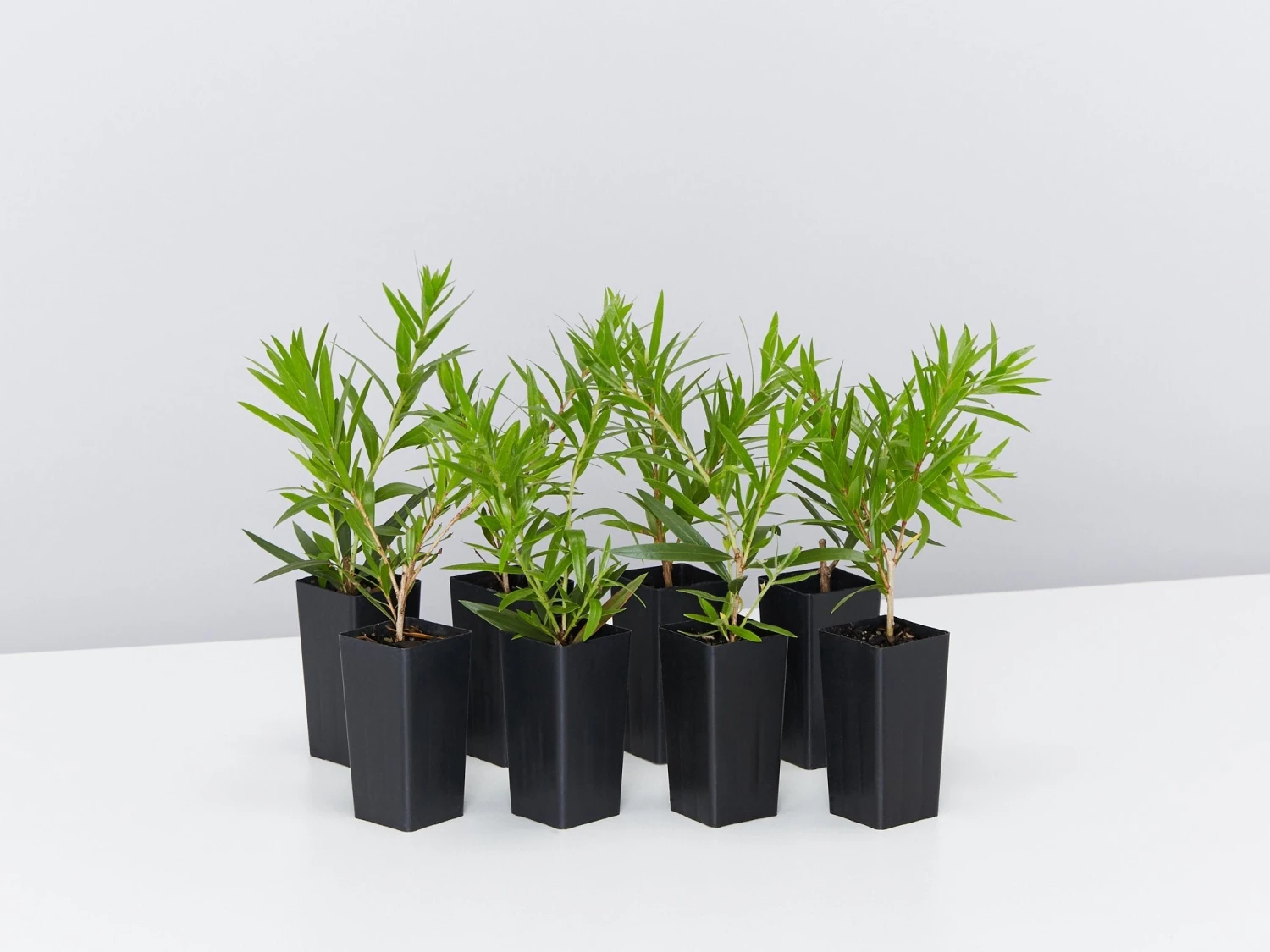 Callistemon Viminalis Wildfire