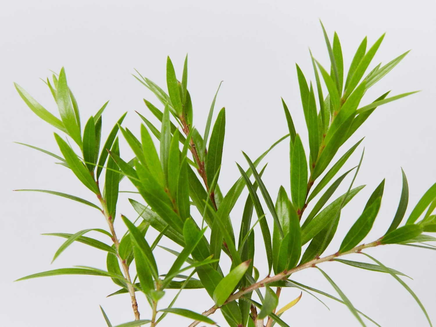 Callistemon Viminalis Wildfire - Image 2