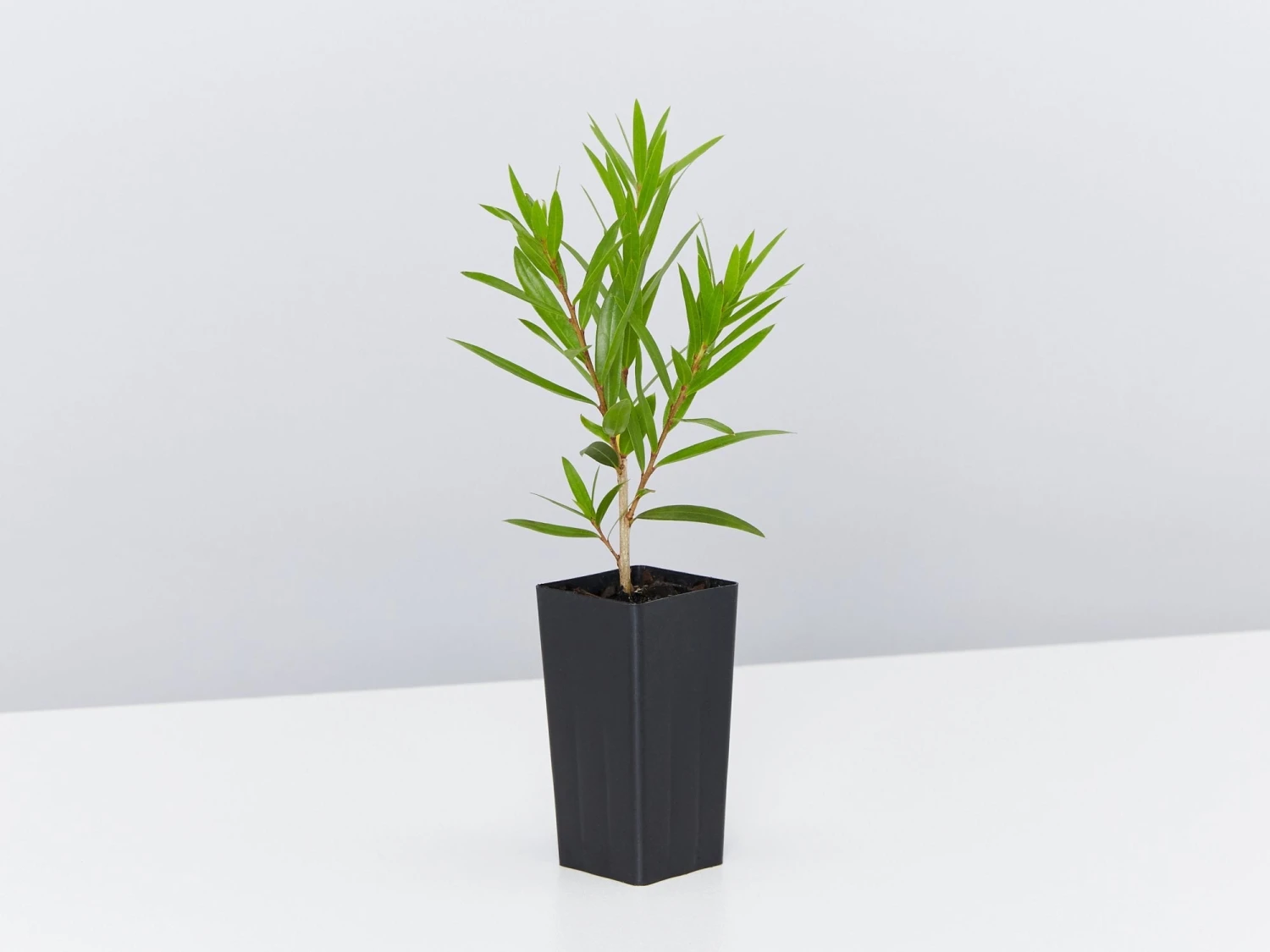 Callistemon Viminalis Wildfire - Image 3