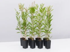 Callistemon Citrinus Pink Champagne