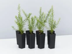 Grevillea Canberra Gem