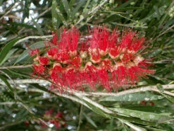 Callistemon Viminalis Hannah Ray