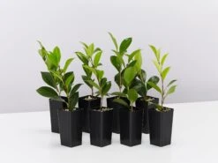 Camellia Sasanqua 'Pure Silk' (white Flower With Pink Edge)