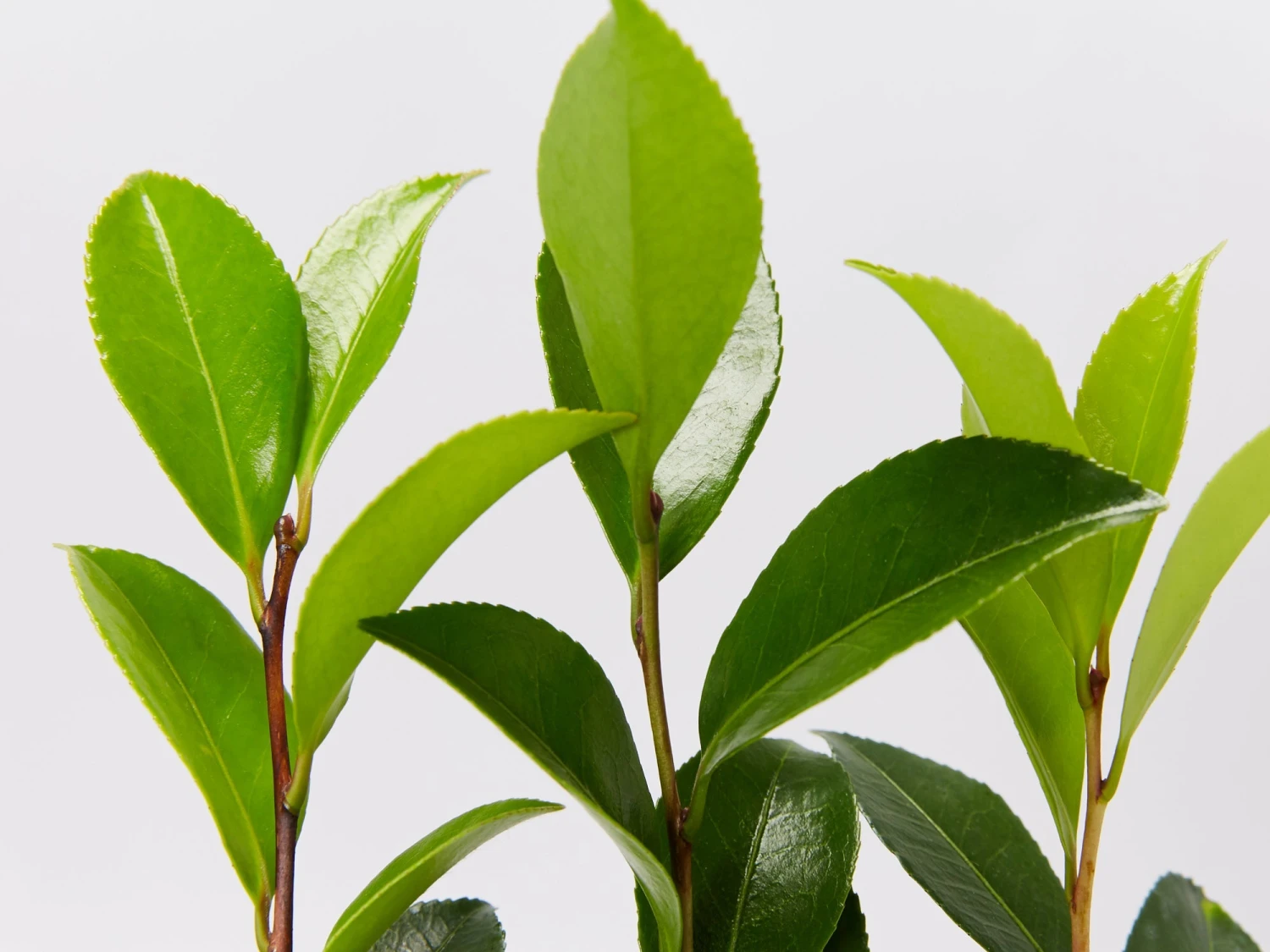 Camellia Sasanqua 'Dazzler' (rose Red Flower) - Image 3