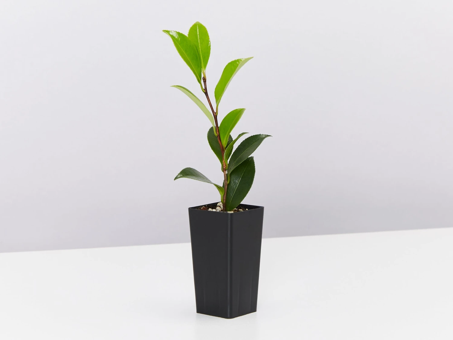 Camellia Sasanqua Setsugekka - Image 3