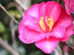 Camellia Sasanqua Cherilyn