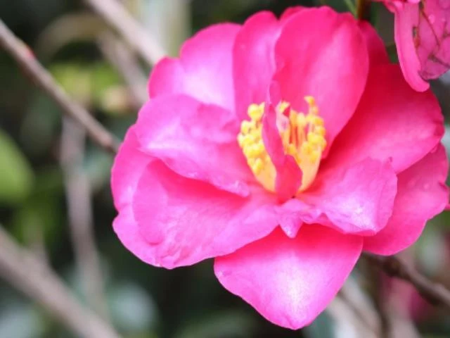 Camellia Sasanqua Cherilyn