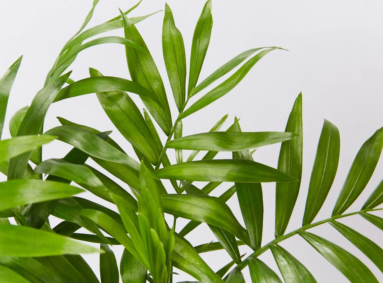 Palm + Pot + Plant + Soil - Image 7