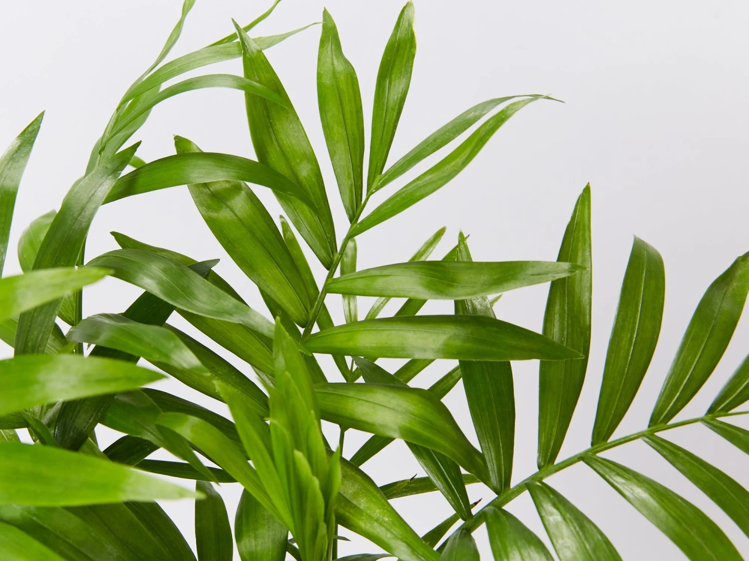 Chamaedorea Elegans Parlour Palm