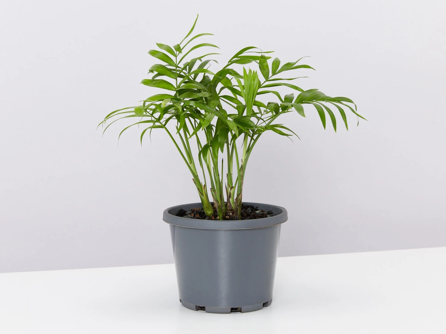 Palm + Pot + Plant + Soil - Image 8