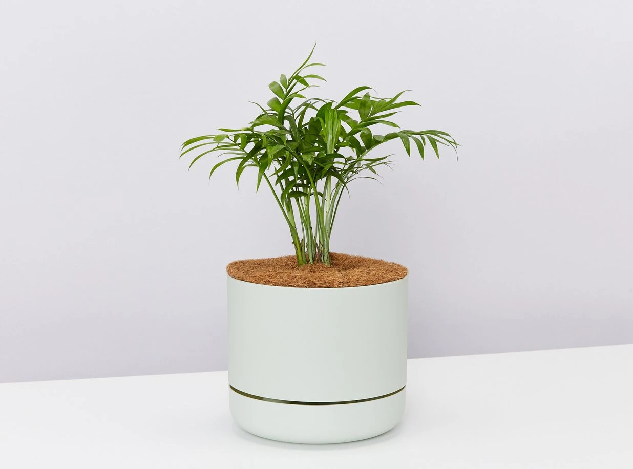 Palm + Pot + Plant + Soil - Image 2