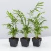 Chamaedorea Elegans Parlor Palms - 85mm