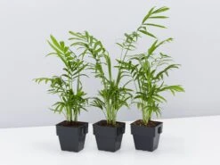 Chamaedorea Elegans Parlor Palms - 85mm