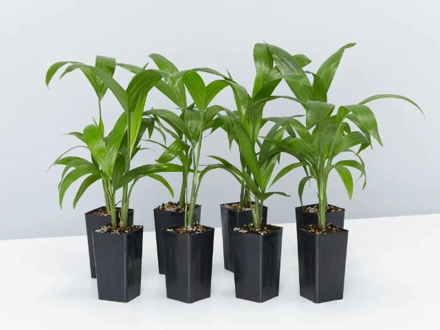 Chamaedorea Seifrizii Bamboo Palm