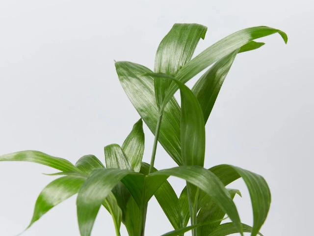 Chamaedorea Seifrizii Bamboo Palm - Image 3