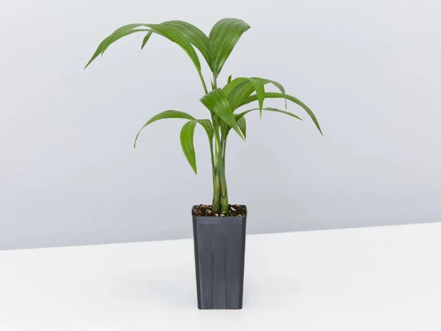 Chamaedorea Seifrizii Bamboo Palm - Image 2