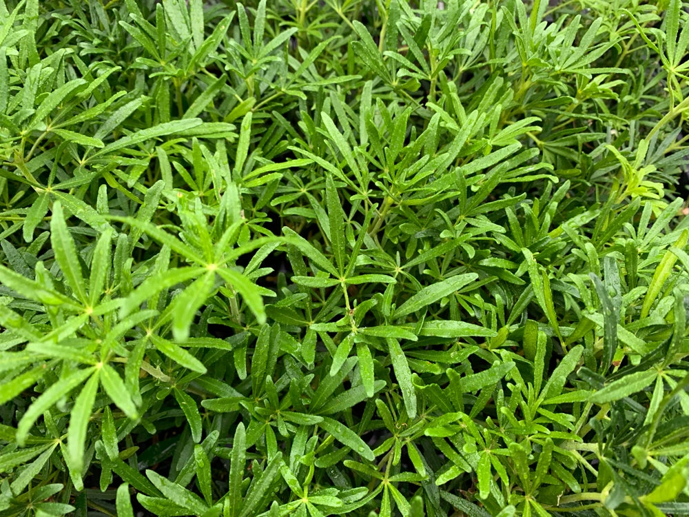 Choisya X Dewitteana White Dazzler - Image 5