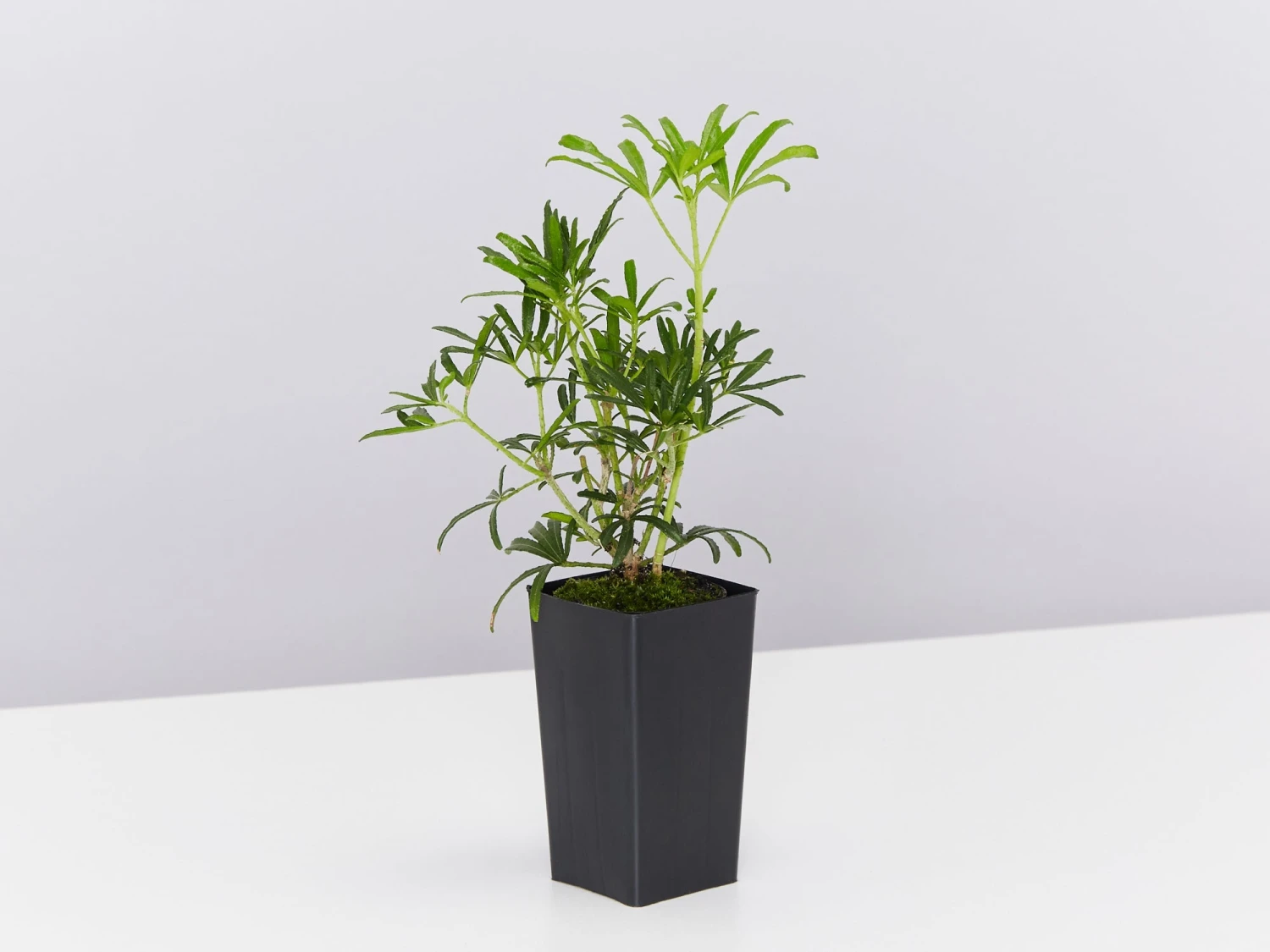 Choisya X Dewitteana White Dazzler - Image 4