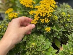 Chrysanthemum Silver And Gold