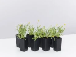 Chrysocephalum Apiculatum