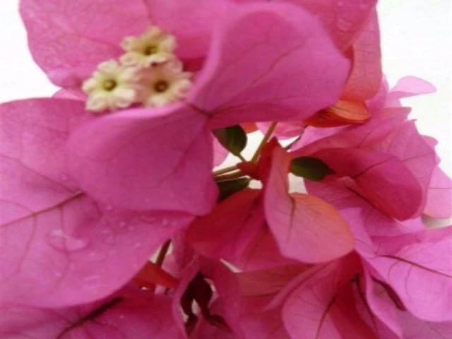 Bougainvillea Clifton Belle