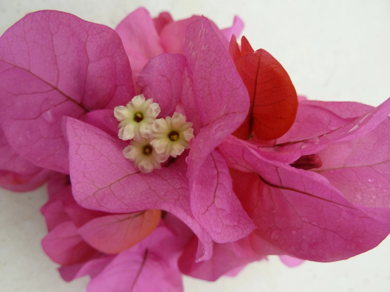 Bougainvillea Clifton Belle - Image 4