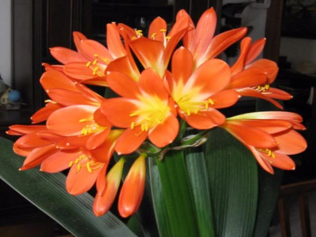 Clivia Miniata - Image 2