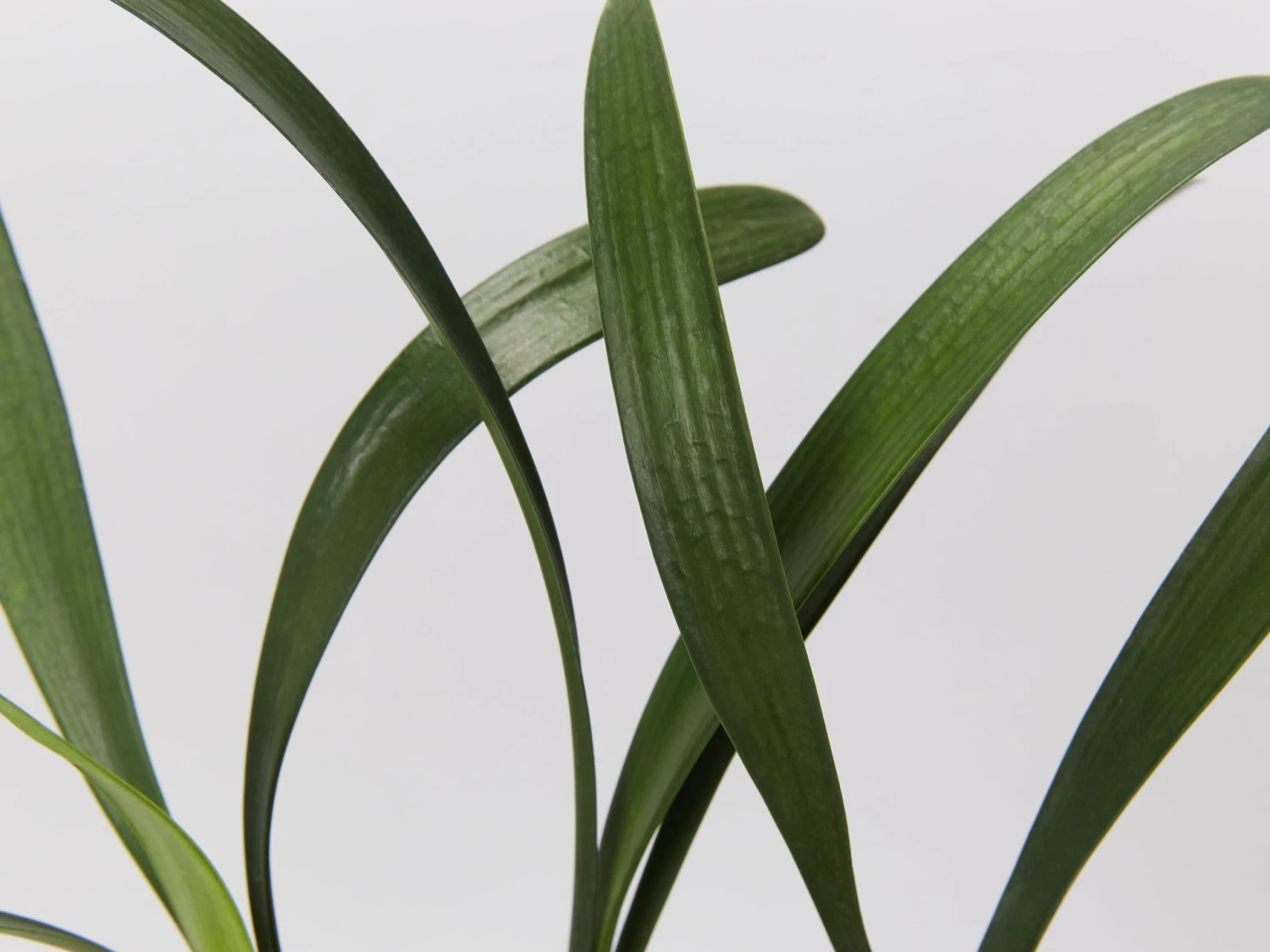 Clivia Miniata - Image 5