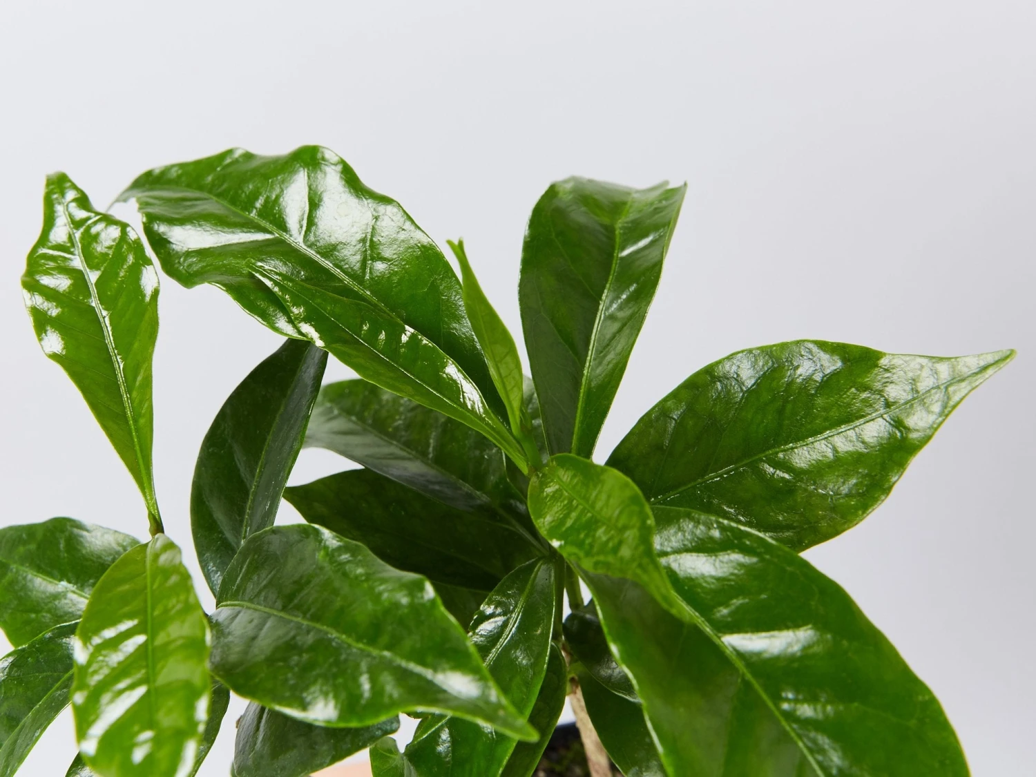 Coffea Arabica - Image 2