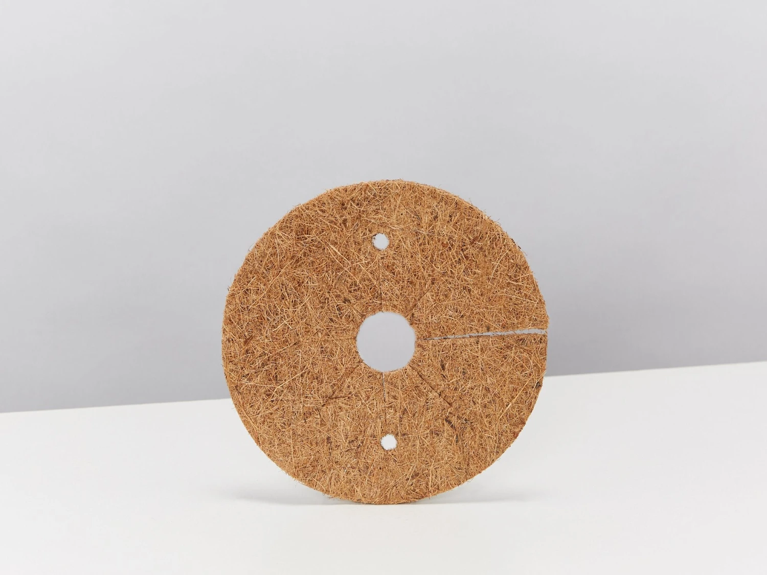 White Rabbits Foot Fern - Pot + Plant + Soil - Image 12