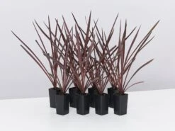 Cordyline Terminalis 'Red Sensation'