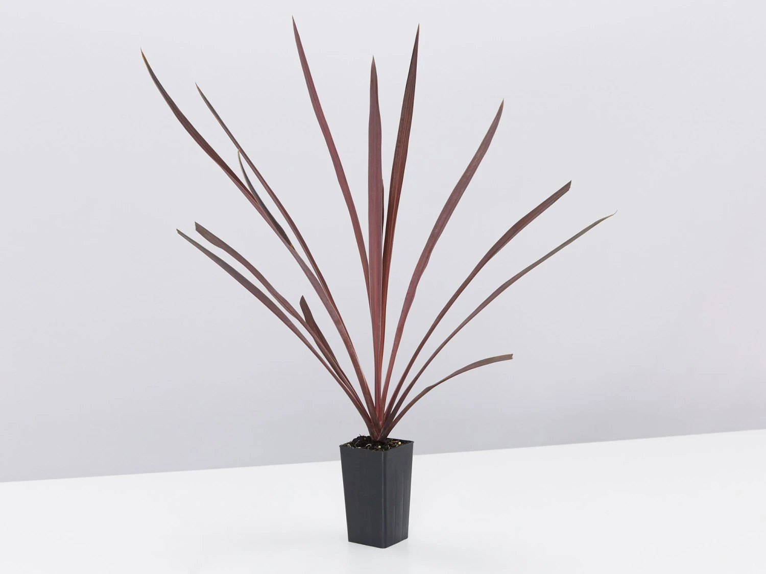 Cordyline Terminalis 'Red Sensation' - Image 4