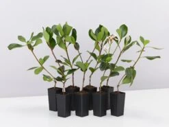 Cosmic White™ Rhaphiolepis Indica ‘RAPH01’ Pbr