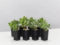 Crassula Arborescens Blue Waves