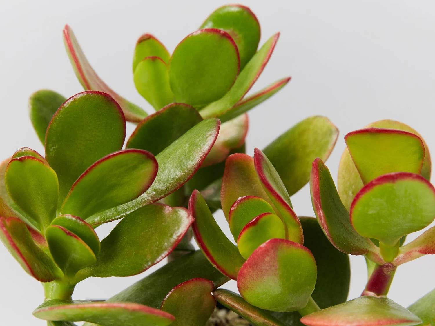 Crassula Ovata Red Edge - Image 2