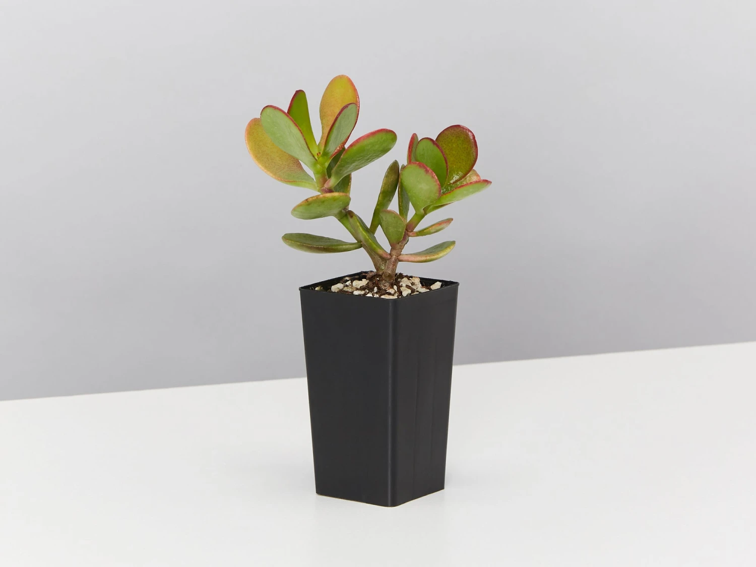 Crassula Ovata Red Edge - Image 3