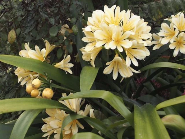 Clivia Miniata Cream - Image 2