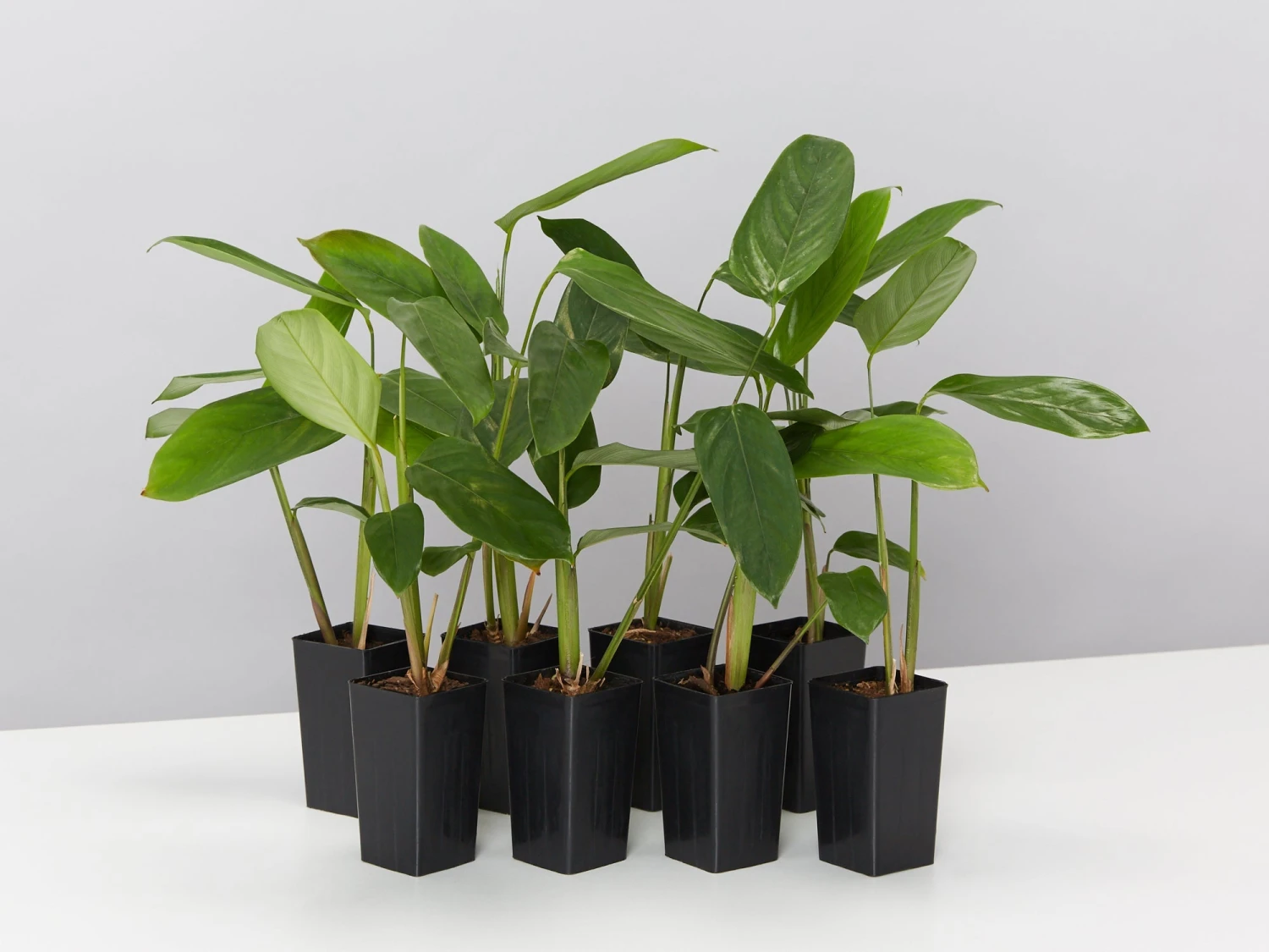 Ctenanthe Lubbersiana The Green Never Never Plant