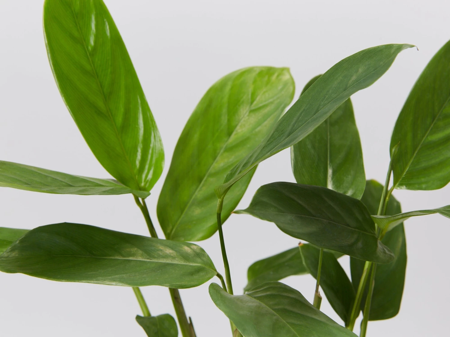 Ctenanthe Lubbersiana The Green Never Never Plant - Image 2